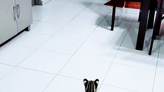 Funny Cats Reaction
