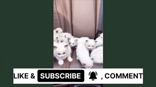 Pets complition