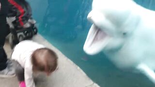 Funny Kids at the Aquarium - Girl SPOOKED By A Beluga Whale!