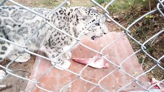 Leopard in Naltar Valley Gilgit