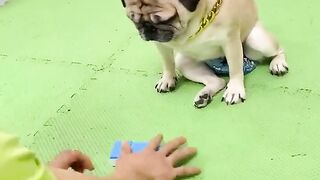 A Clever Max (Puppy)