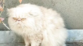 Persian Cat