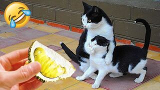 You Laugh, You Lose | Funniest Animals Compilation