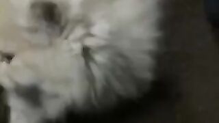 Male persisn kitten fown