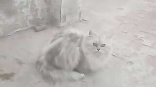 Persian kitten grey