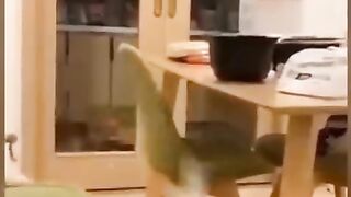 Funniest pets animals. Funny cats