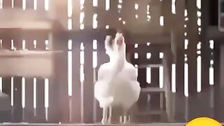 chicken dancing