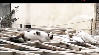 Cat is love Pigeon