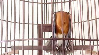 Gaya  mabok jadi ciri khas anis merah saat berkicau