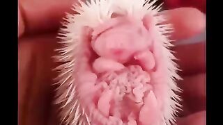 cuteness babyes animals