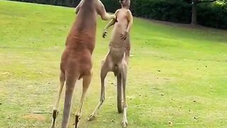 When kangaroos playing
