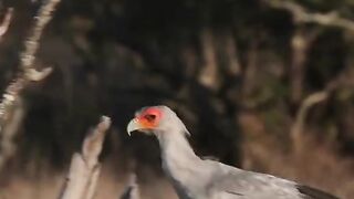 Wow beautiful Bird that you never seen it