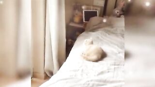 very similar cat and soo wandrfull