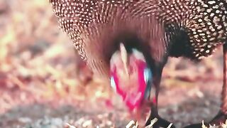 bird ???? that you never seen before