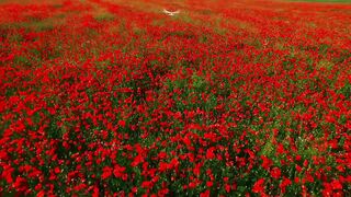 INTO THE BADLANDS (SEASON 03 EP 03) IN HINDI AND URDU
