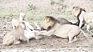 Look how that Buffalo have luck to skipped lions