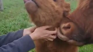 Baby cow meet owner with mom