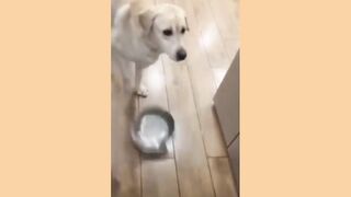 Pets fun time