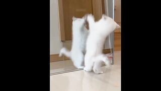 Baby Cats - Cute and Funny Cat Videos Compilation Animals?