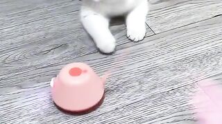 Cute cat????????