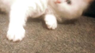 My cat # Is beautiful