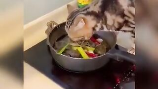 Cat funny vedios complication