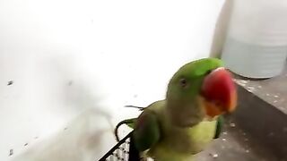My parrot