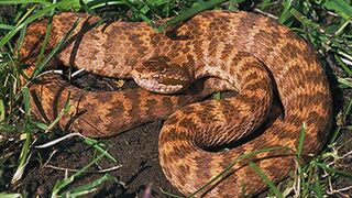 The most dangerous and venomous snakes in Russia! Better avoid them!
