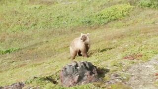 A bear eats a berry in the valley of the giants in Kamchatka