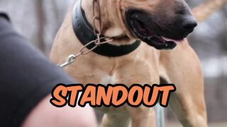 Meet the living dogs