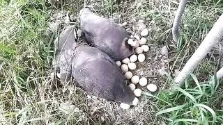 Eggs ????