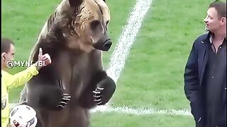 animal video