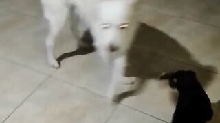 Filhos e pai brincando