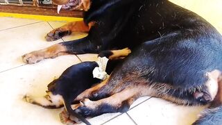 Mostrando a família dos dogs