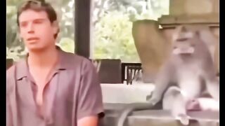 Monkey is Angry