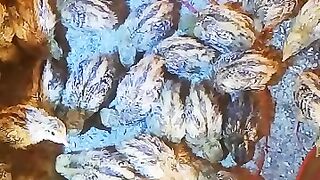 Quails