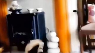 يمكن أن تكون رياضة القطط مفهومًا ممتعًا ورائعًا، سواء