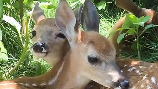 Nice videos
