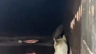 Dog enjoying a bonfire
