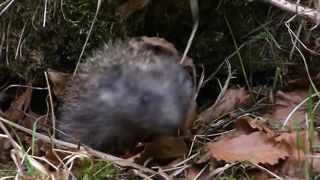 Even the vipers are afraid of him! An ordinary hedgehog is a clever, prickly robber!