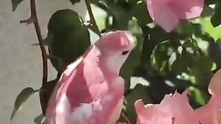 Beautiful bird on the most beautiful tree