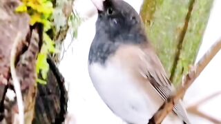 #animallvideochallenge #shortsvideos #viralreelschallenge #beautychallenge #beautychallenge #mallvideochallenge