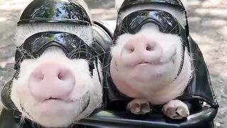 Who rode in it better? You or the piggy?