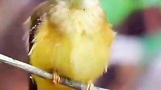 very beautiful bird