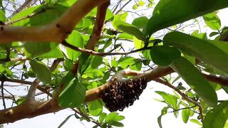 How Bees Build Their Hive