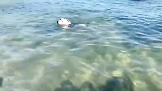 Dog Swimming