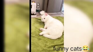 Funny cats
