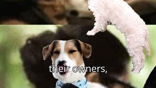 Do dogs loves there owner