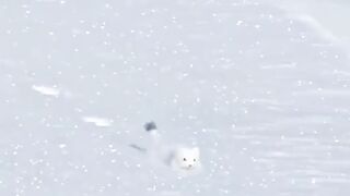 white weasels
