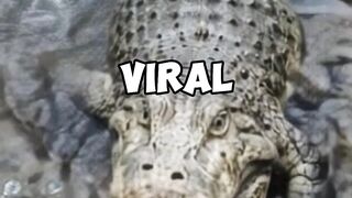 Crocodiles’ New Hunting Trick Will Shock You!
